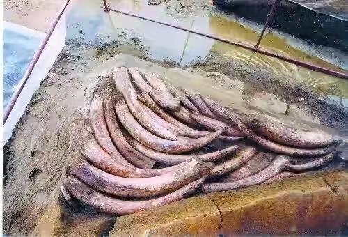 在三星堆为什么考古学忽视了“象”？作者：翁卫和⸻一、问题：象就在眼