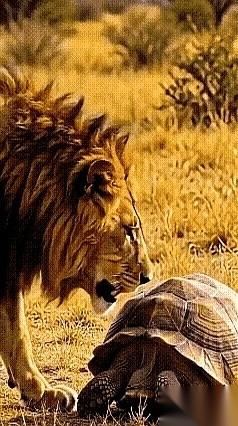 一只几百斤的猛虎，硬是被一只巴掌大的乌龟逼到了崩溃边缘。此时此刻，这只老虎正歪着