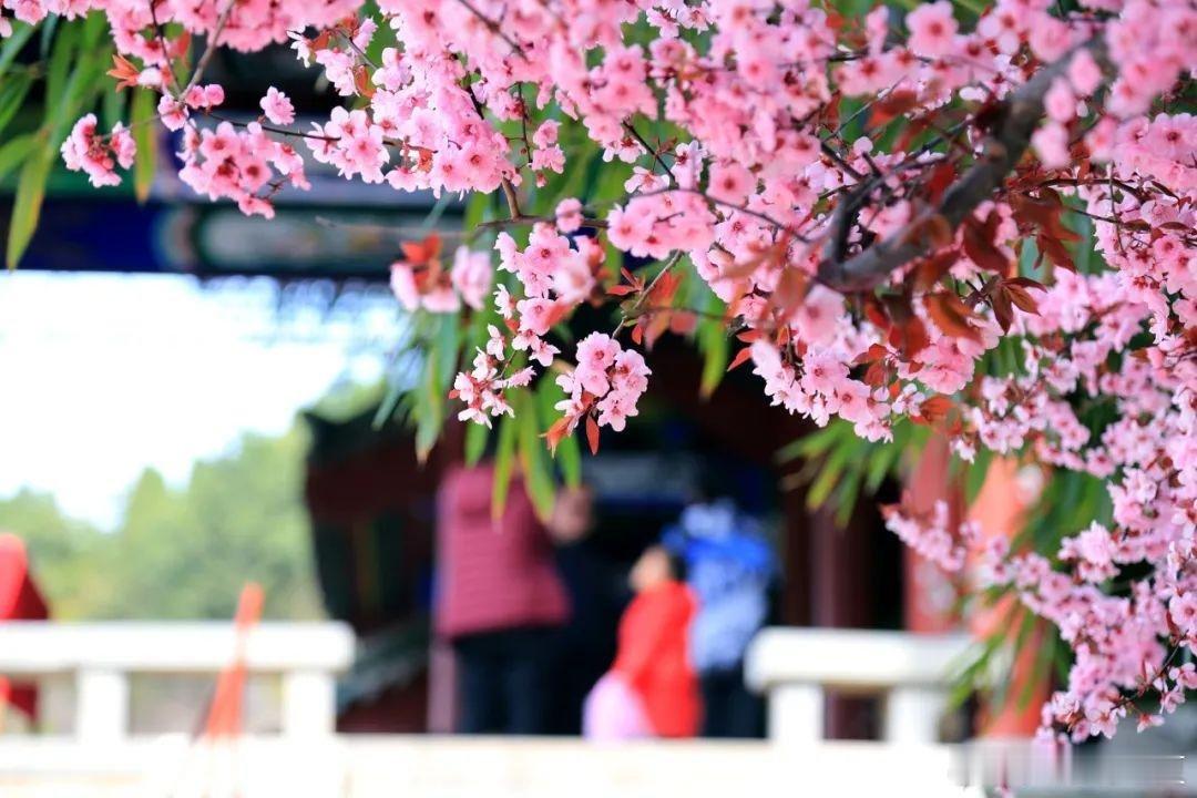 春暖花开，济南红叶谷梅花盛放，烂漫花海满谷芬芳～​​​