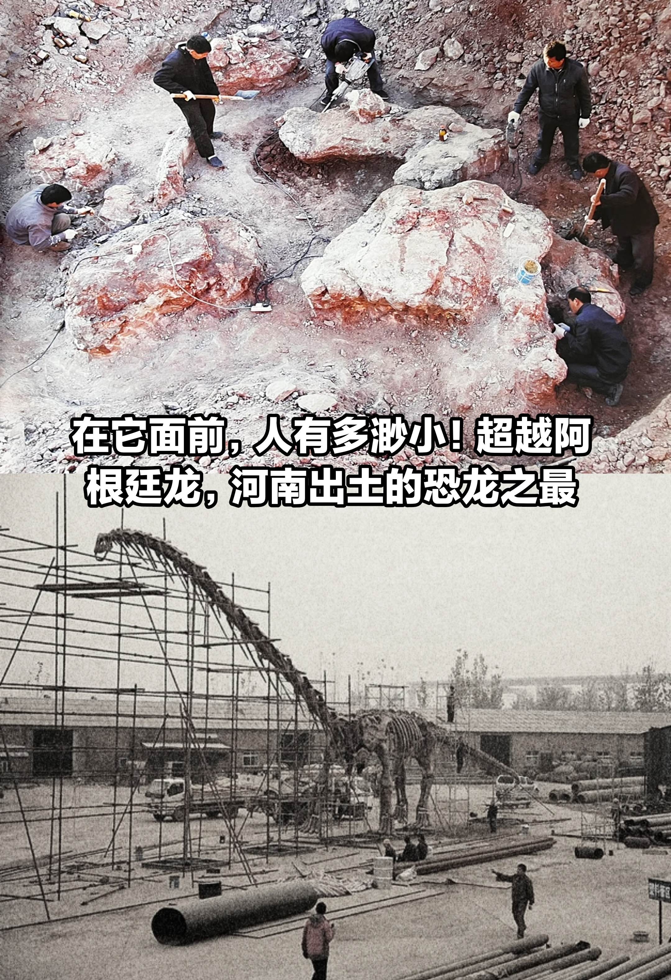 超越阿根廷龙，河南出土的恐龙之最！