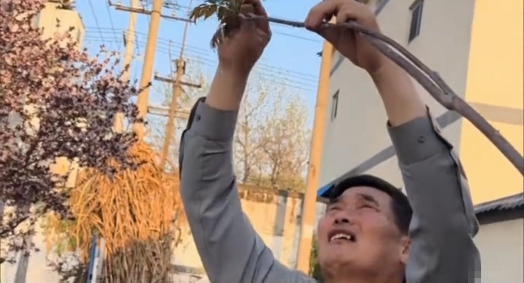 大衣哥朱之文在朱楼村自家小院和媳妇一起摘香椿，算是娱乐圈最接地气的艺人了吧？