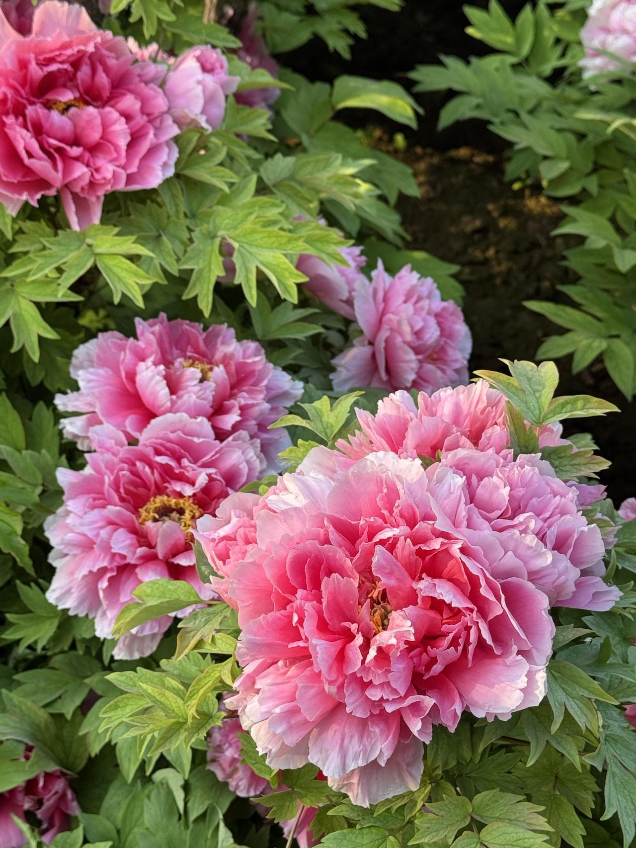 牡丹被誉为“花中之王”，是中国的传统名花，也是国花的重要象征。它雍容华贵、富丽堂