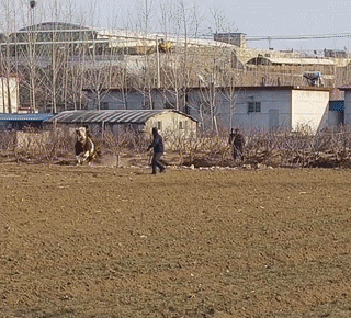 一头肉牛突然被激怒！它追着牛主人满地跑？最后甚至连三轮车都顶翻了？