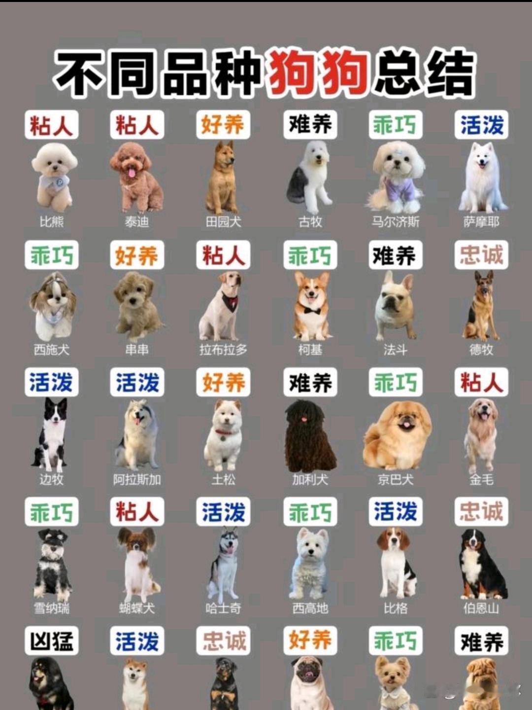 不同狗狗品种总结