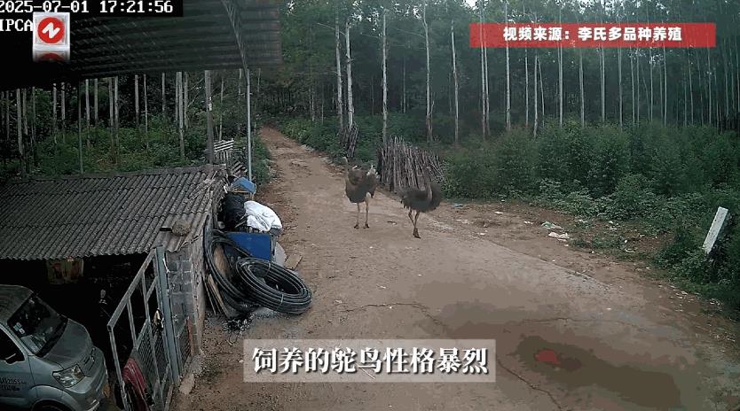 “这下后悔了吧！”7月1日，广西贺州，一男子在院子里抚摸了一下养了3年的鸵鸟，结