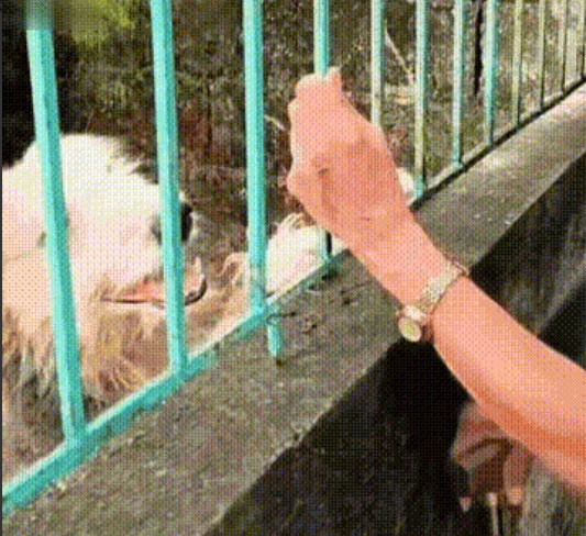 泪目瞬间！拾荒老人入住敬老院，八年忠犬风雨无阻探望，感动无数人
