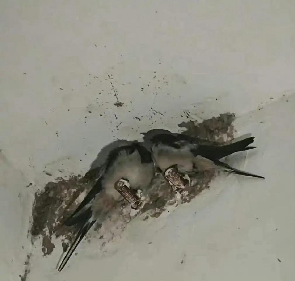 不会搭窝所以一直睡在膨胀螺丝上的燕子