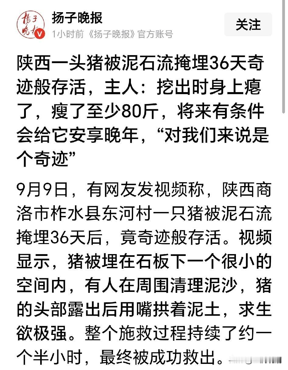 被泥石流掩埋36天，靠吃泥土生存下来，又一头“猪坚强”…那么狭小的空间，仅有