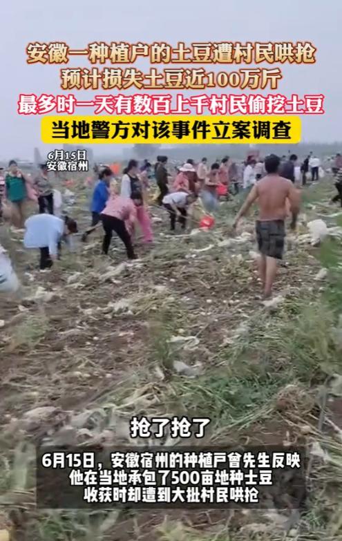 “还真白嫖了？”6月15日，安徽苏州，一男子承包了500亩土豆，收获时，却遭大批