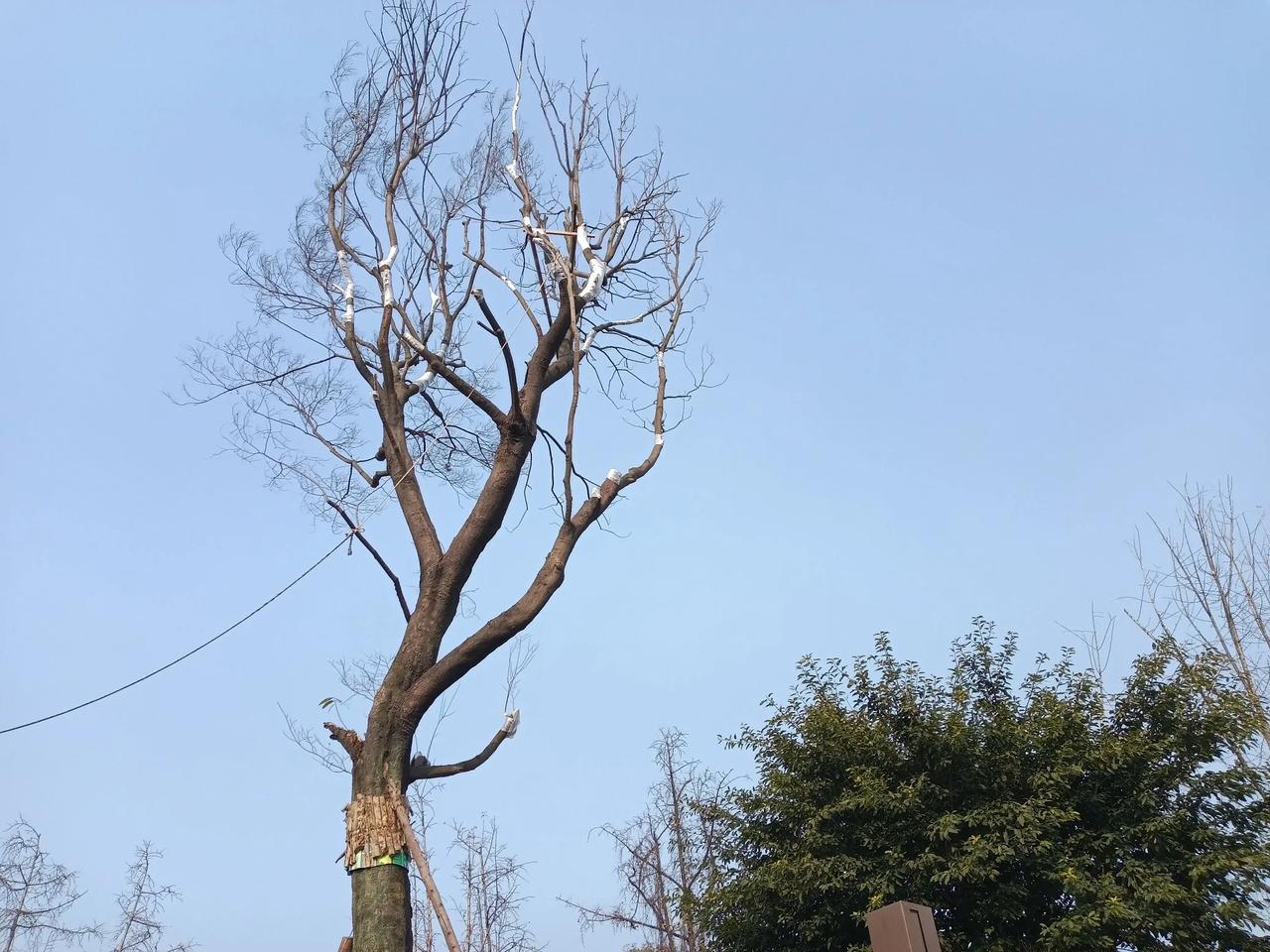 太打脸了。无数人还沉浸在和歪果仁对账产生的满足感之中。结果那些外国ip很多不是海