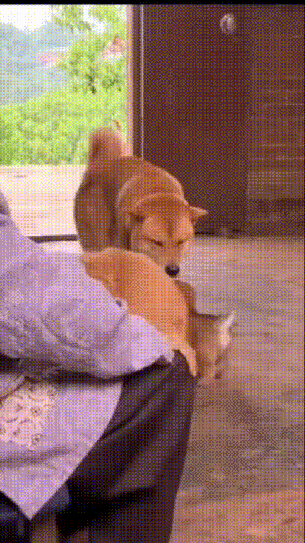 太有灵性了！老奶奶养了几只中华田园犬，它们每天早晨醒来的第一件事，就是轮流来到老