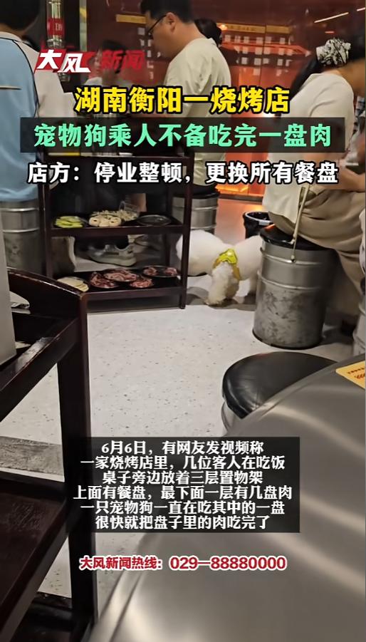 “怎么还有这种事？”6月6日，湖南衡阳，一家烤肉店内，有顾客带着宠物狗来吃饭。狗