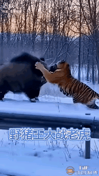 哈哈！雪地对决名场面，百兽之王也有吃瘪的时候！老虎觅食撞见30