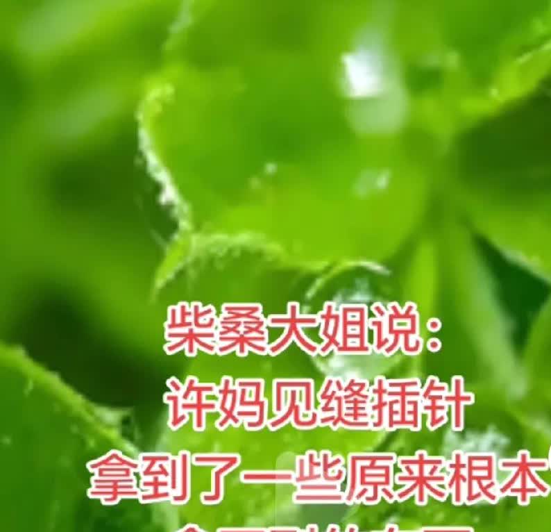 好一个见缝插针乘虚而入立竿见影啊，这不柴桑大姐直播说一下告诉你们好消息，大药房掌