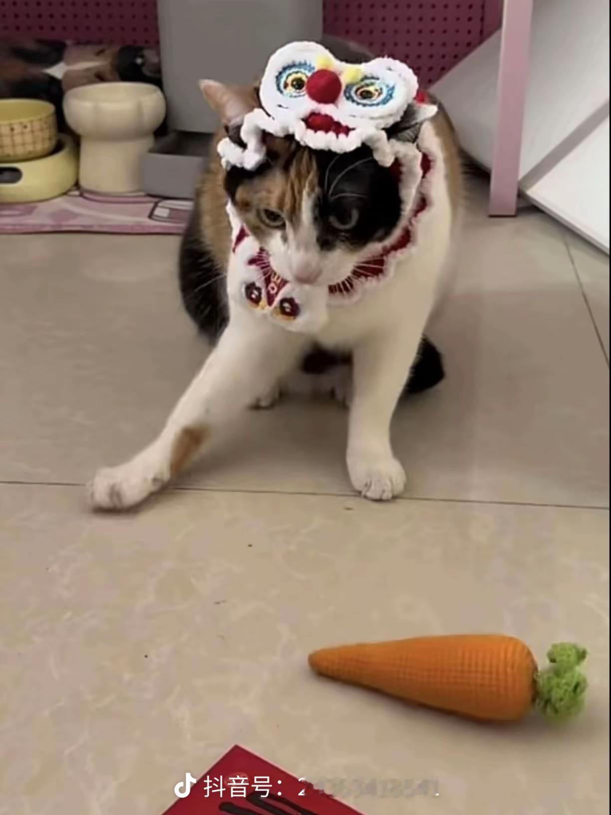 最近这只叫大笨猫的三花猫猫火的一塌糊涂。虽然这么久了它还是不认识胡萝卜和纸巾，仍