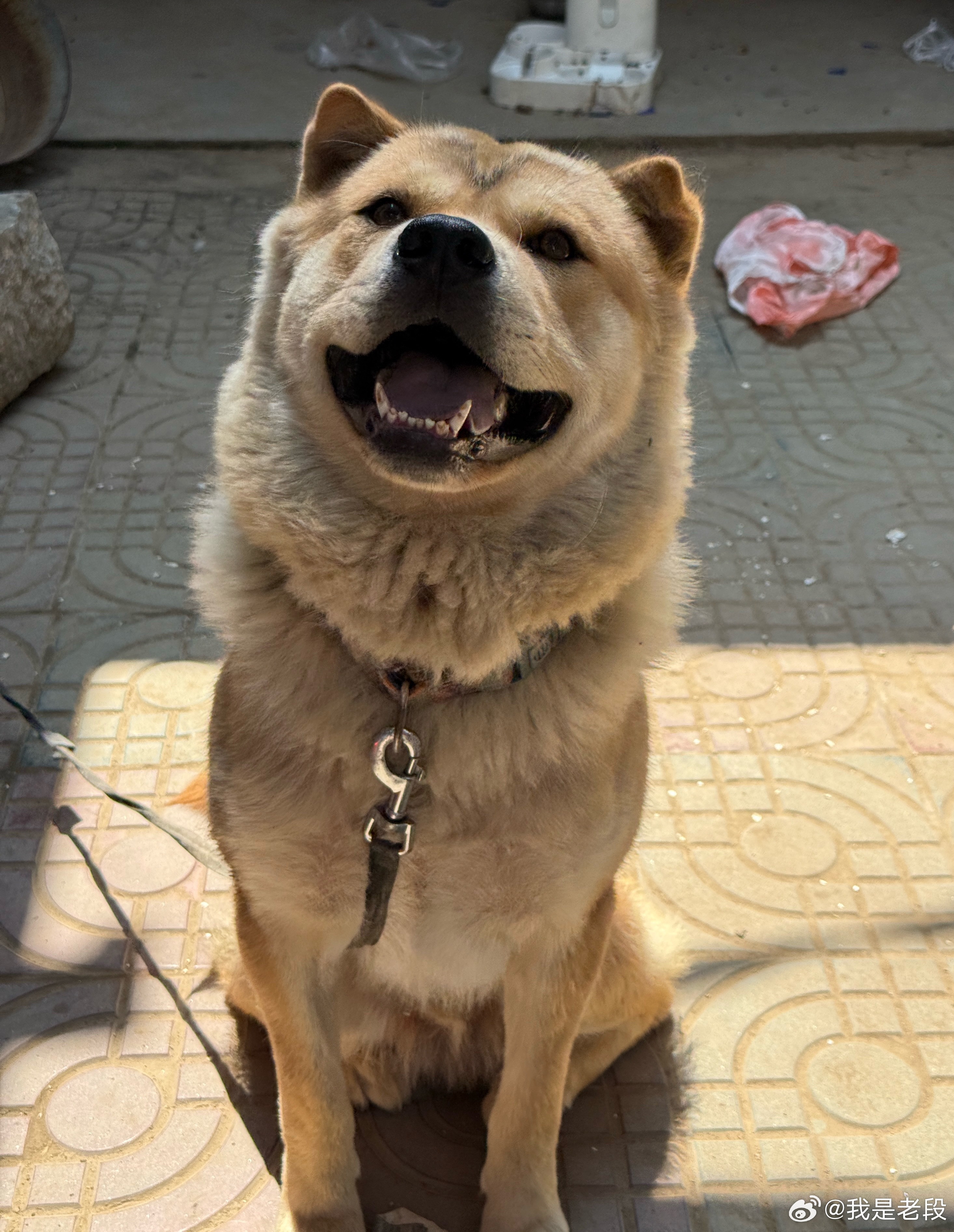 想带它去洗个澡，但又怕单独带出门不听我的话，挺帅一小伙，在农村造的埋了吧汰的