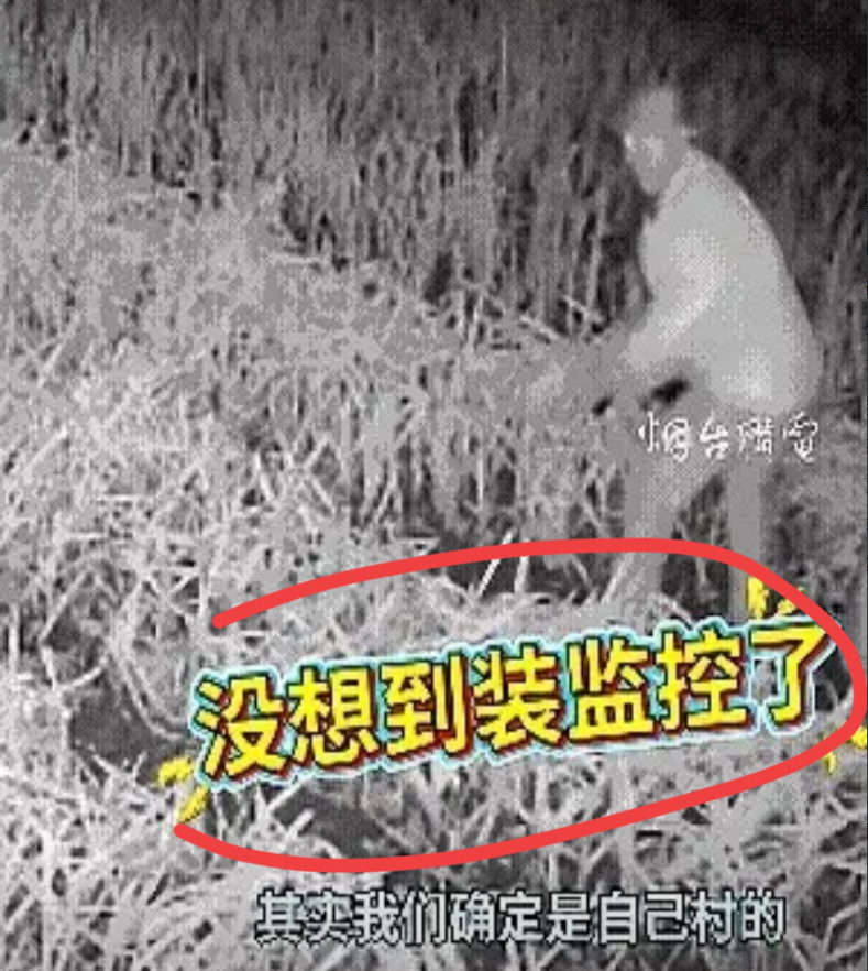 山东烟台一位70多岁的独居老人种的大蒜被贼连偷三年，老人有一个女儿，平时都在外地