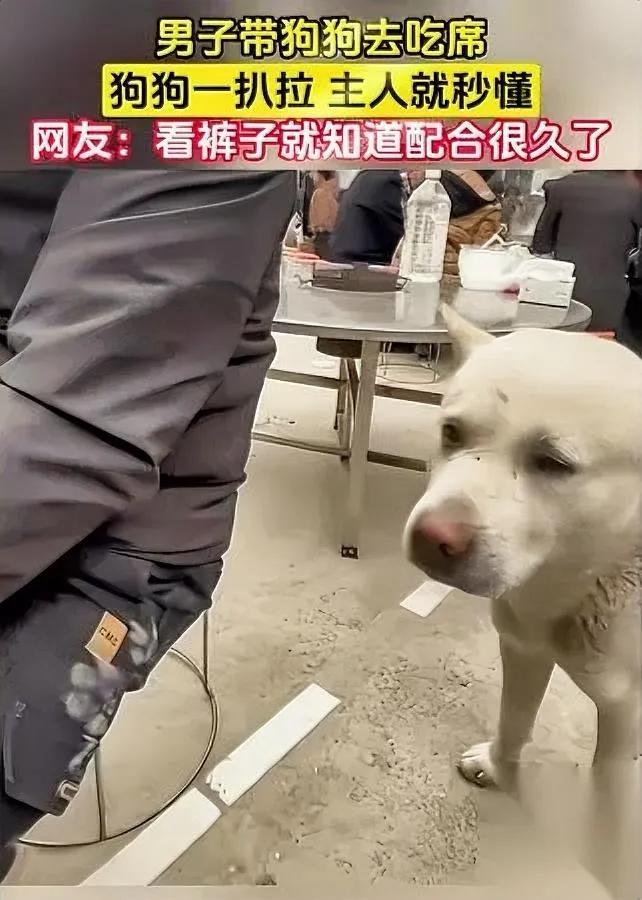 太绝了！男子带狗去吃席狗子竟用爪子拍主人讨食咱就是说，这狗子简直成精了！
