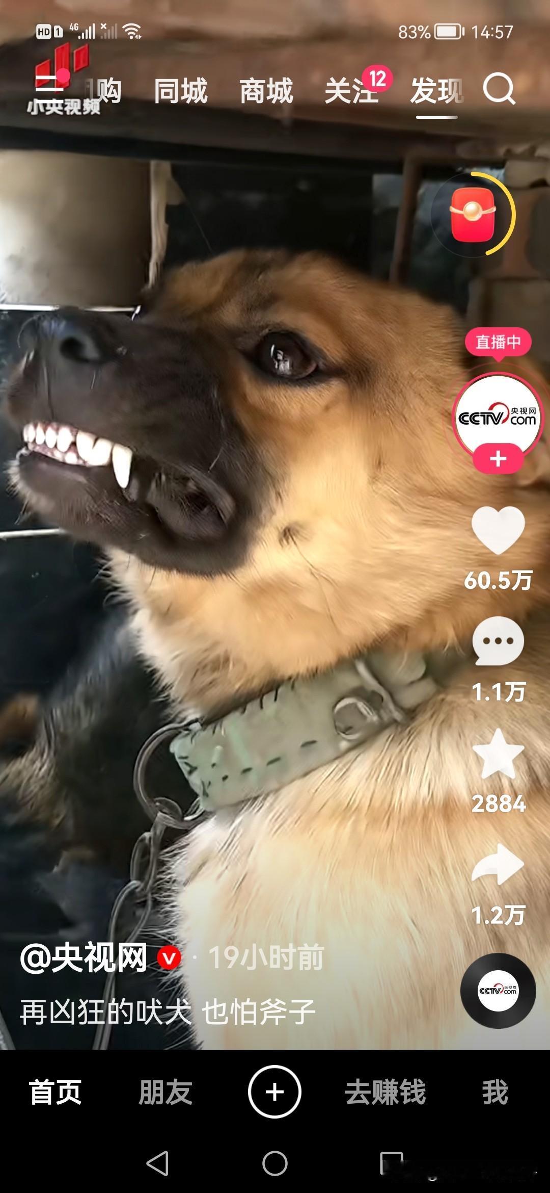 王妈下场了，我们这种说话不解恨的只能闪开央妈视频里一条龇牙咧嘴的狗，结果看见