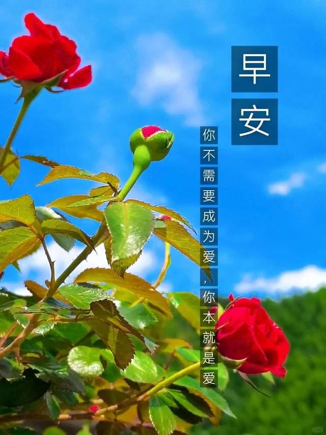 夏天的微风吹走你的烦忧，阳光温暖的笑脸，希望你能伴随健康度过每一个白天与黑夜，一