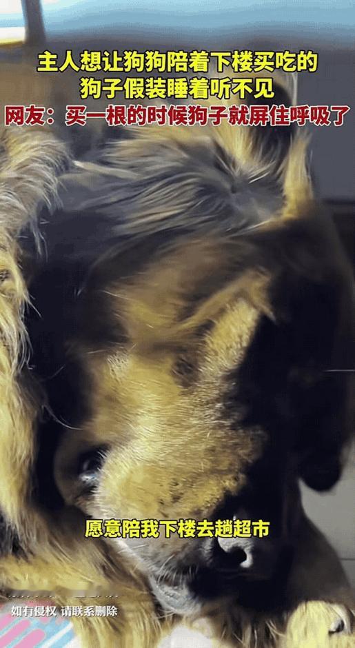 “笑不活！”江苏，一女子养了一只狗，这天晚上女子感觉肚子饿了想下楼去买吃的，但是