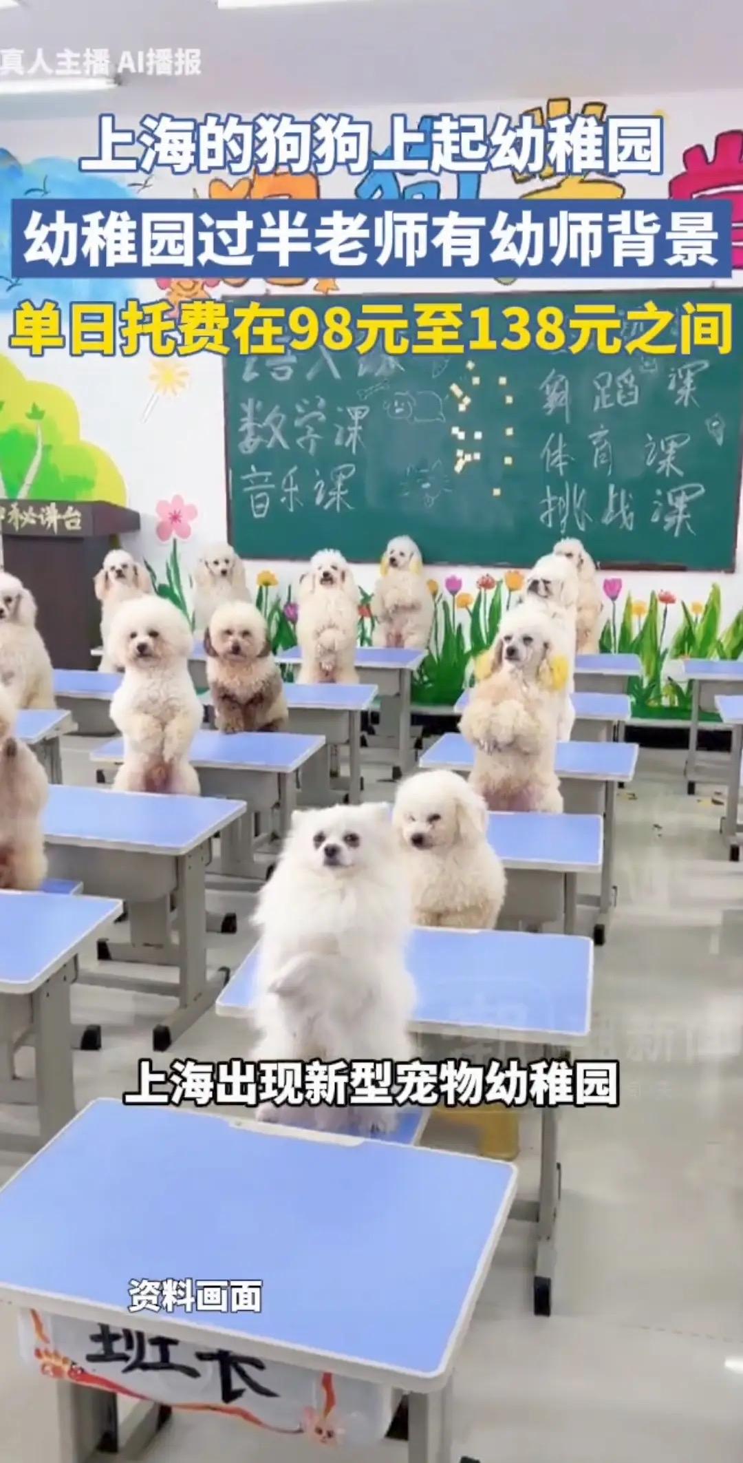离谱，上海狗狗开始上幼稚园！98到138元一天，网友:我活得不如狗真的活久见