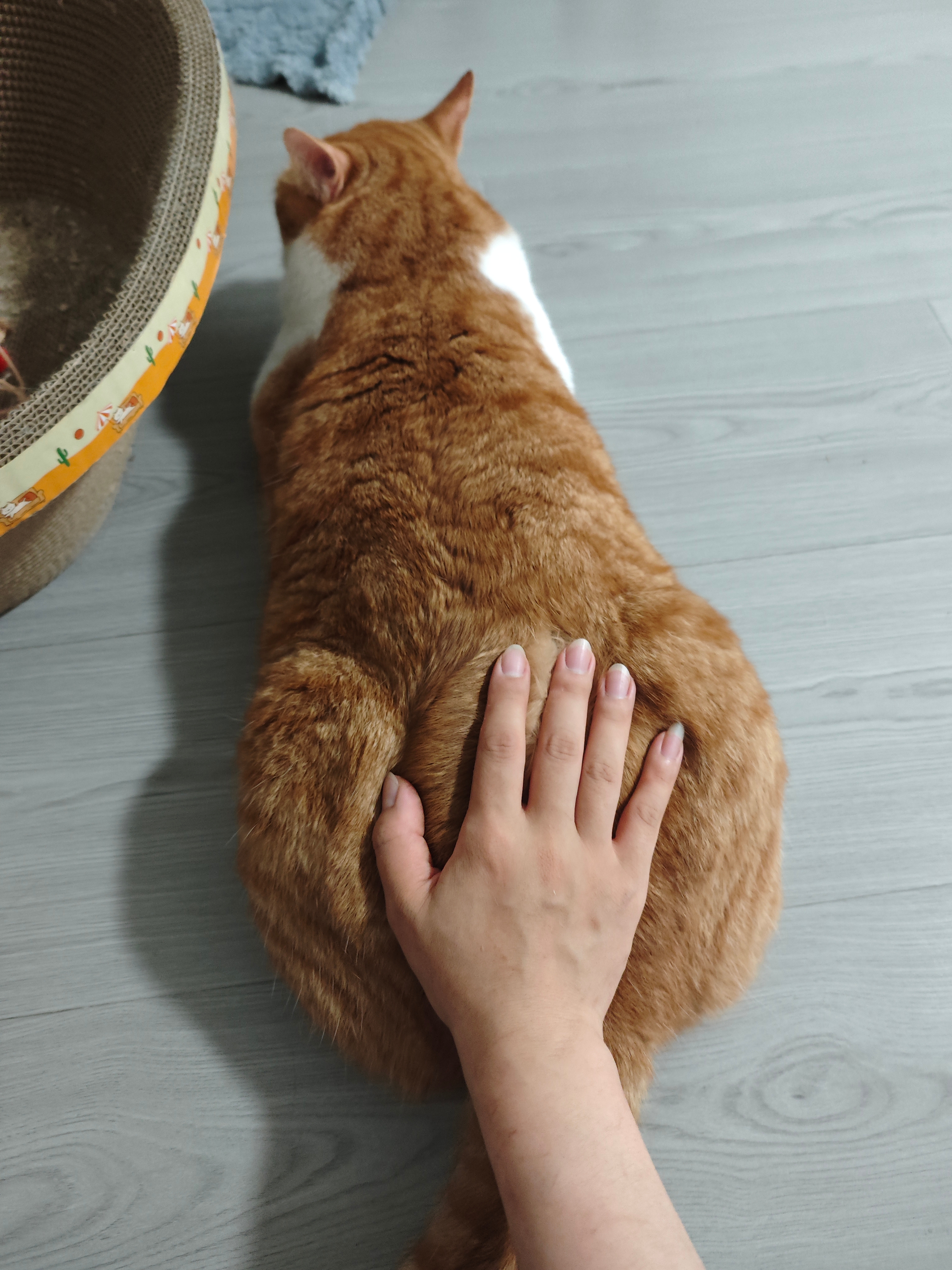 回来伺候三位猫爷用了晚膳和零食，咱也是左右开弓上了
