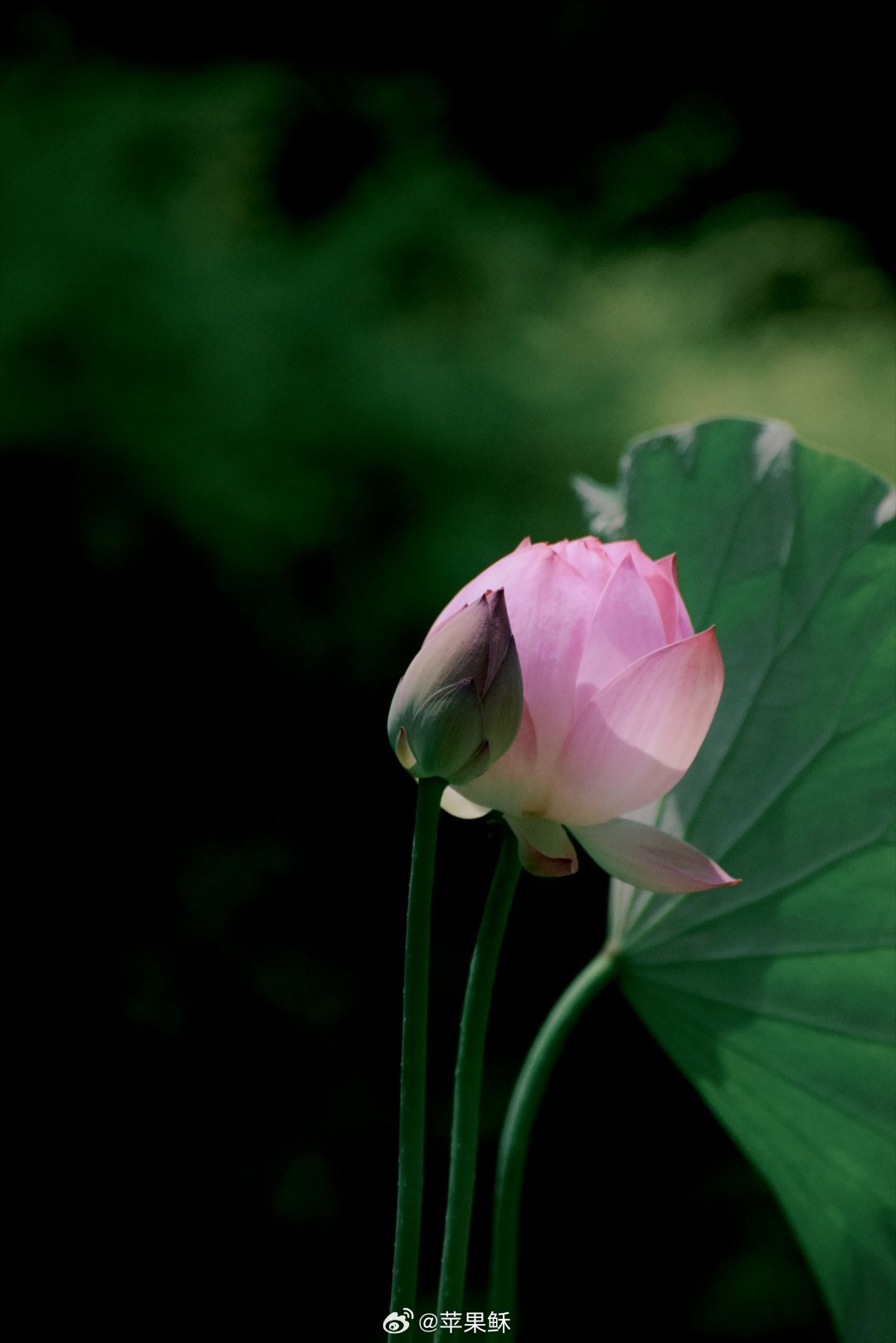 中国图库风吹荷芰香，任把芙蕖嗅。香是风所为，花是香生就。夏天摄影荷花
