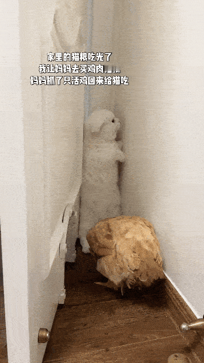 注意看！这小猫算是遇到天敌了！家里猫粮吃完了，主人叫妈去买鸡肉猫粮，好家伙，直接