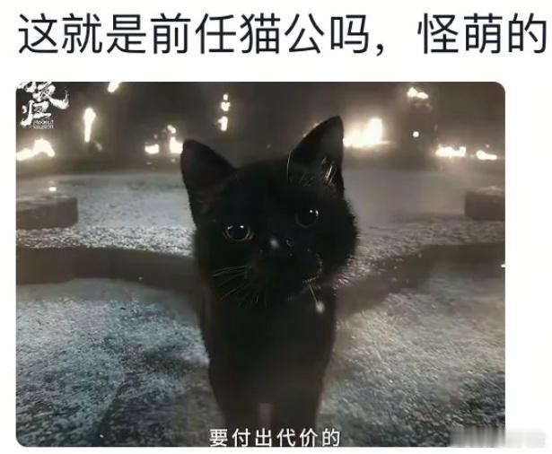田曦薇我的猫能进妖市吗