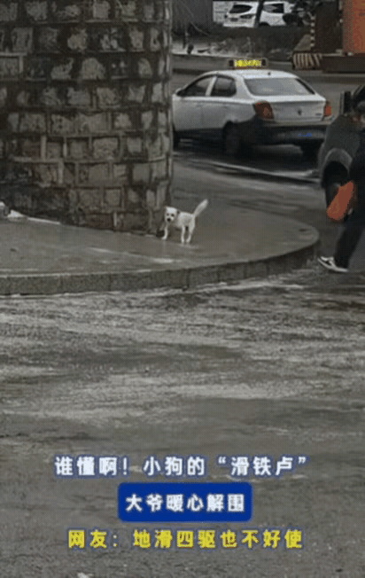 吉林一小狗爬坡，结果，刚走了几步，直接遭遇“滑铁卢”，原来，晚上下了一场雨，早上