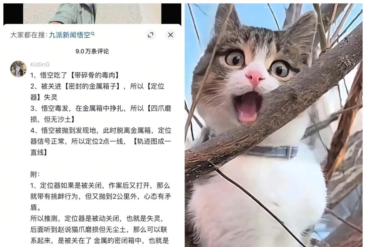 关于网红猫“悟空”离奇死亡背后的真相已扒出不得不服这位网友的逻辑分析，非常到