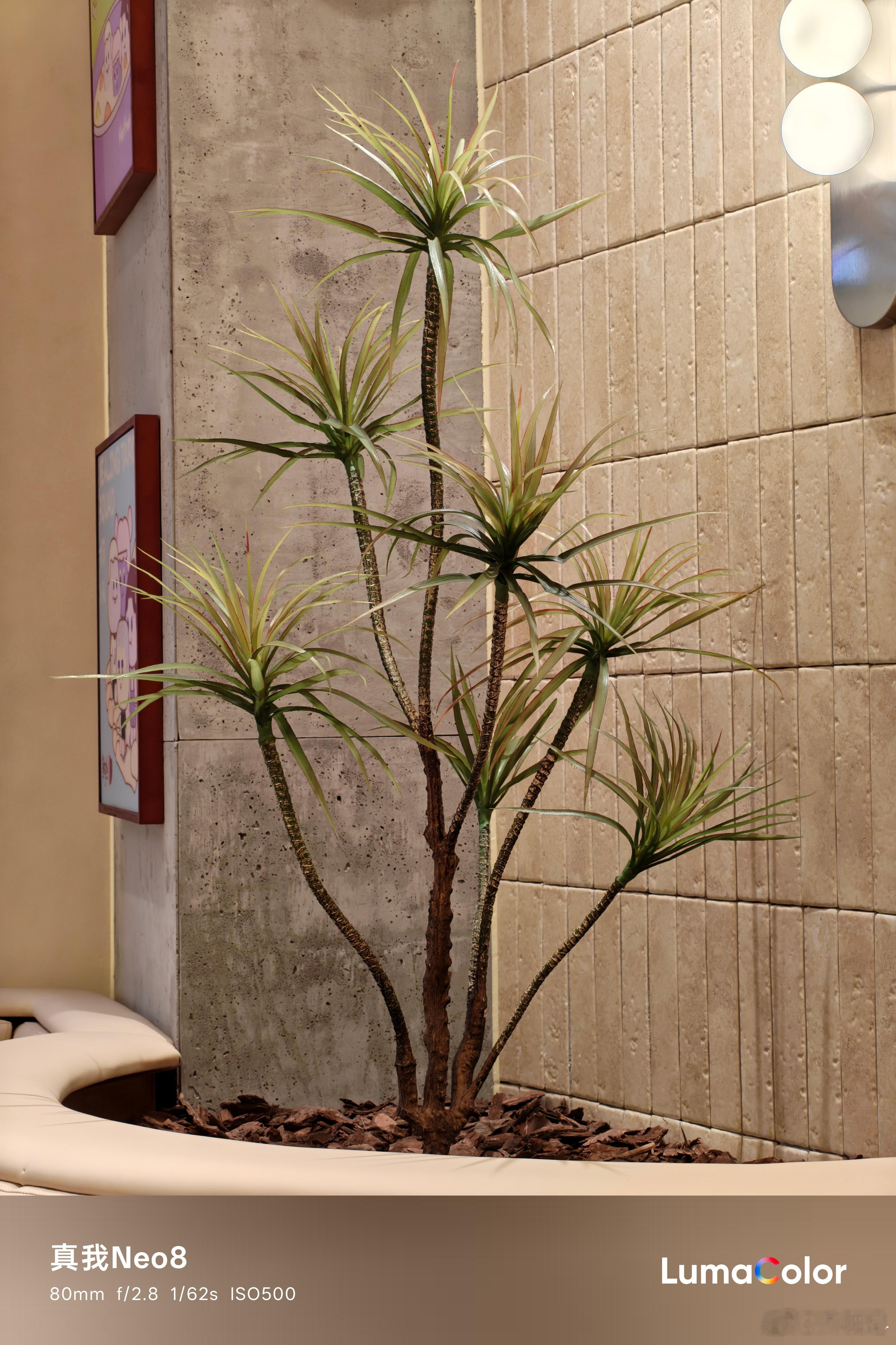 真我Neo8的长焦绝对超预期了，就是你真的很难相信在一台本身在定位上是主打性能潮