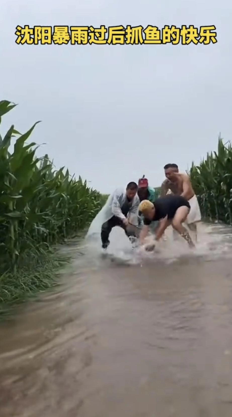 马路上和稻田里私自逮鱼违法！市民在积水路段、农田排水沟里抓到体型不小的鲢鳙鱼，不