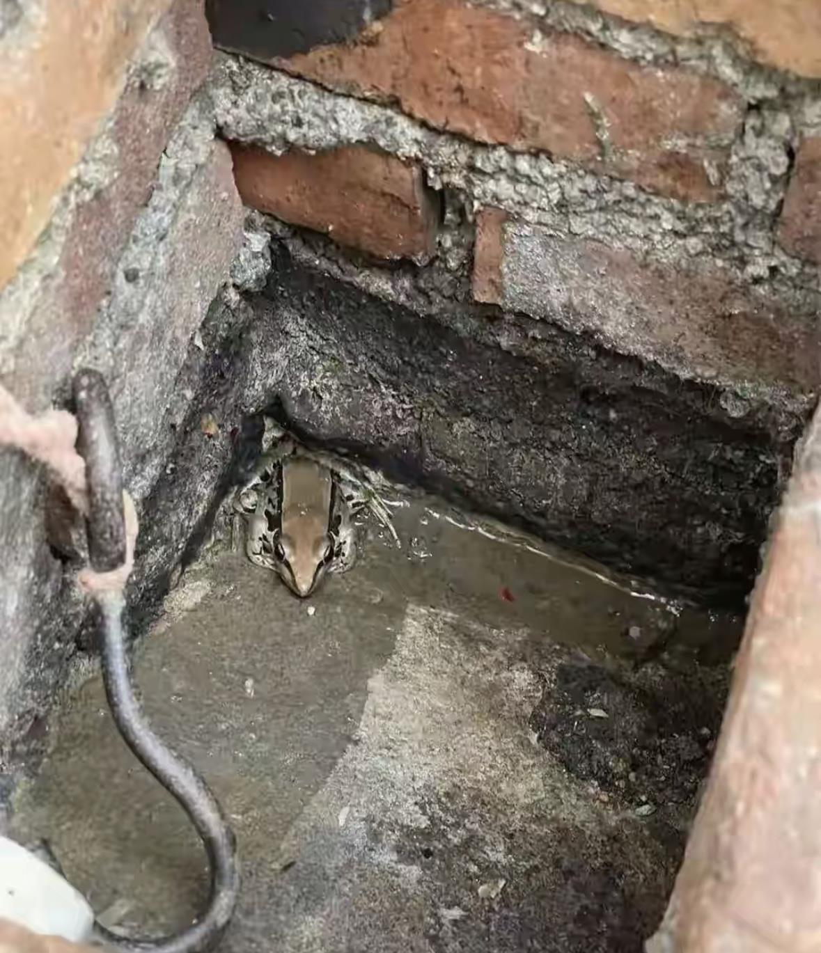 这个是蛤蟆吗？不太像啊
