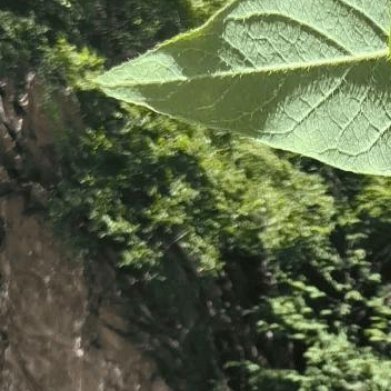 杈杷果（爱心小众观果灌木，农庄造景首选）种植方法1. 土壤：普通园土即可，耐贫瘠
