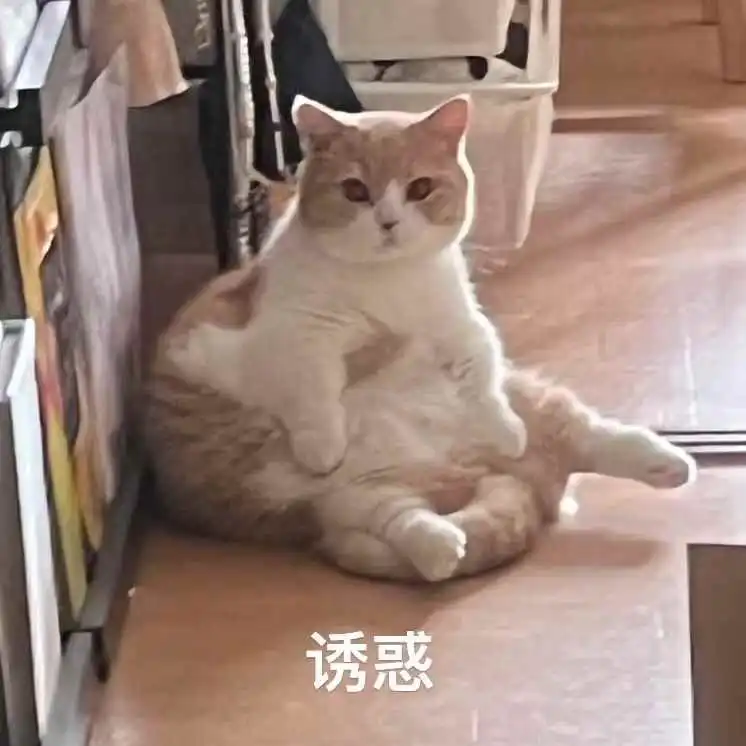 东京7月底找猫友相互寄养