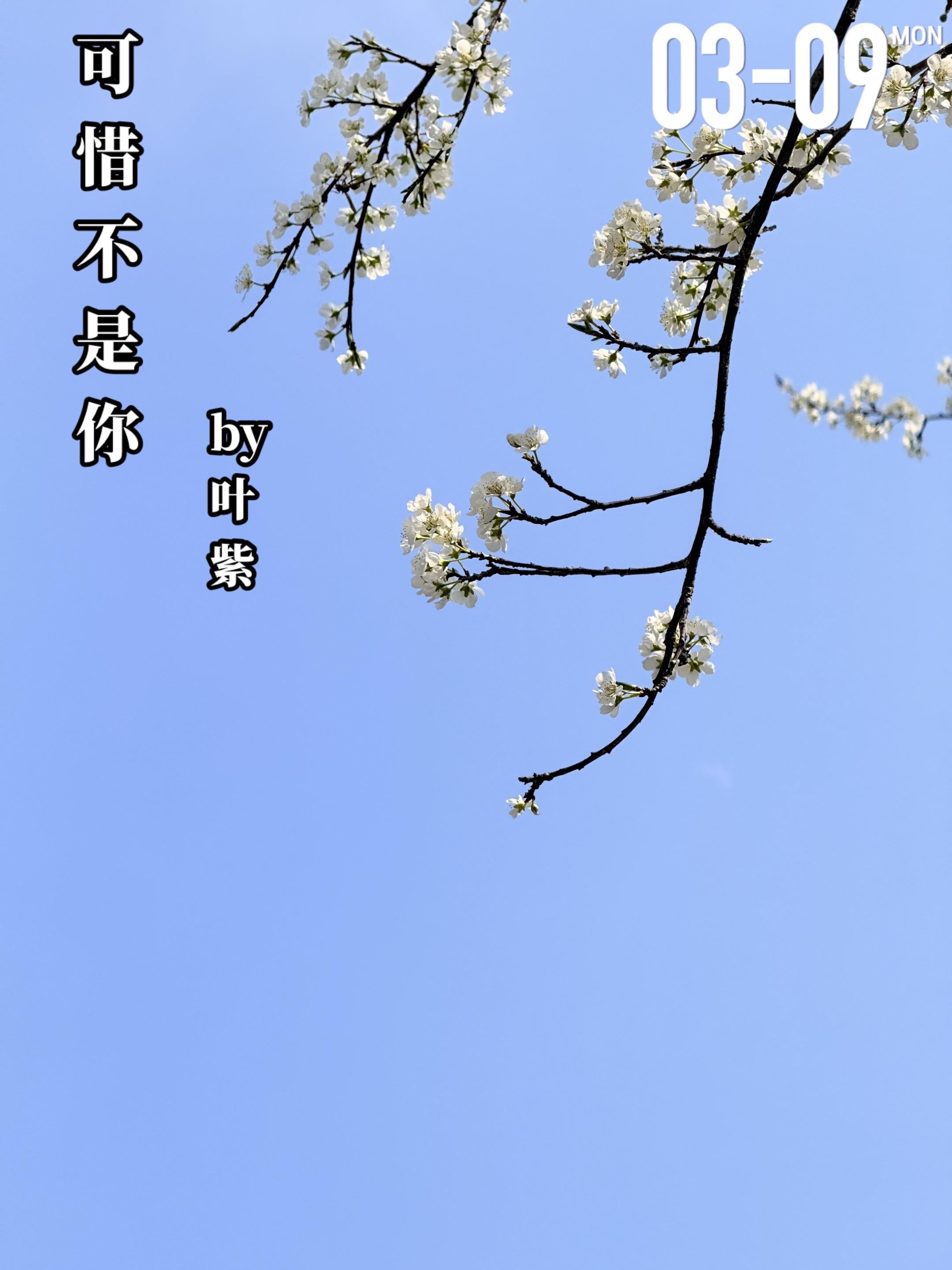 《可惜不是你》by叶紫。叶子（女主）与向晖（男主）相识于大学校园，她对...