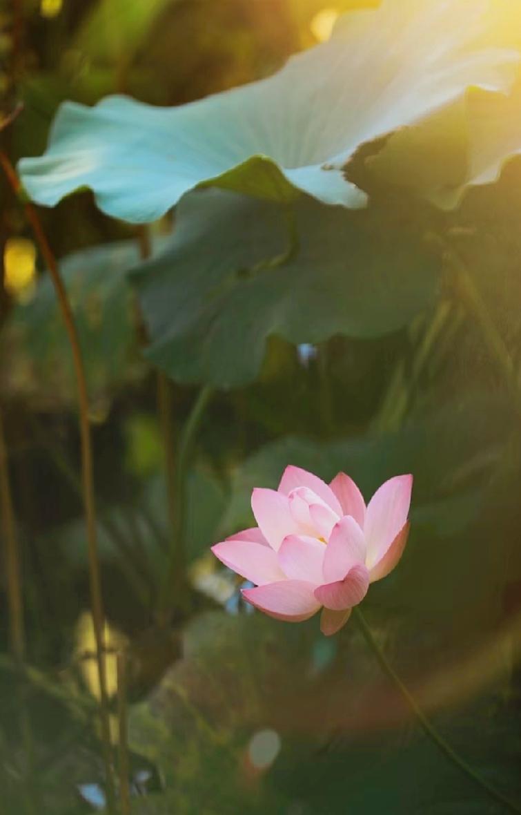 一段非常通透的话:“没钱的人失去健康,等于雪上加霜;有钱的人失去健康;等于一辈子