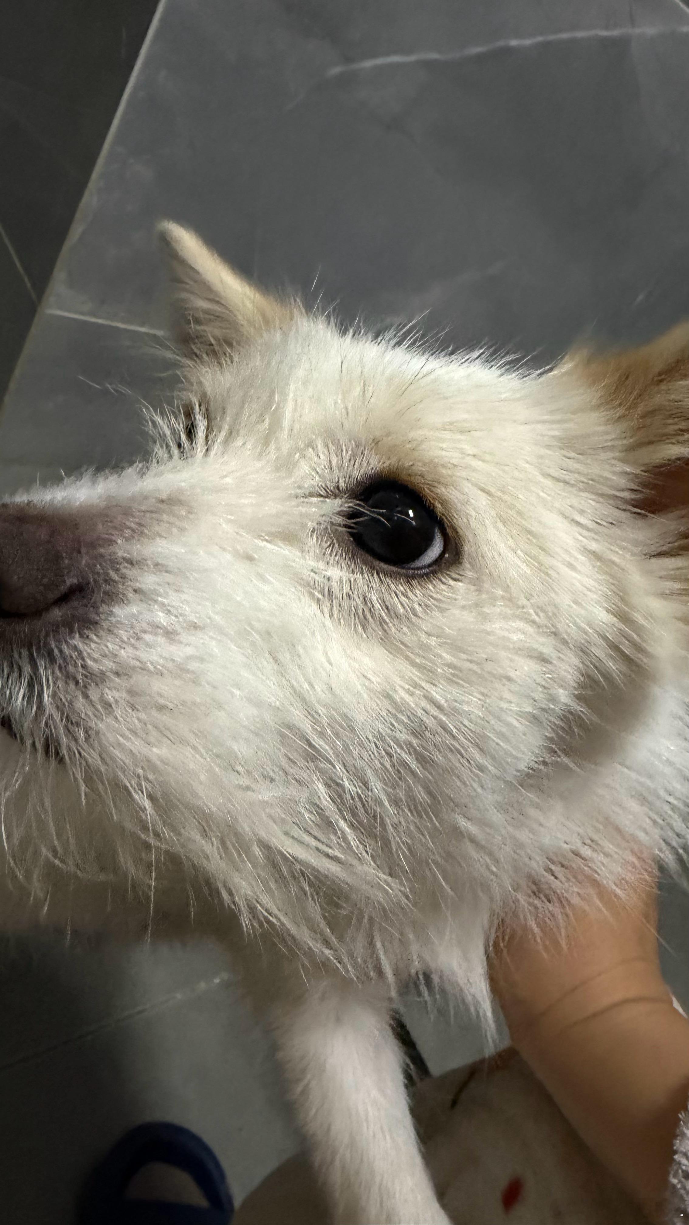 跟大家分享一个我刚学到、特别重要的减肥知识点：特别饿的时候，千万别猛吃一大堆精制