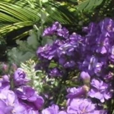 0000紫罗兰的种植方法1.光温适宜，忌暴晒与低温放置于明亮散射光处（如东、北