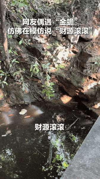 “意外之喜！”山东一女子和朋友在山溪游玩，偶然碰上一只“金蟾”，女子朝它大喊财源