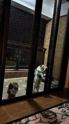咱东北这猫是真不省心，白天在外边疯玩不着家，半夜凌晨两点才慢悠悠回来。搁外面扒