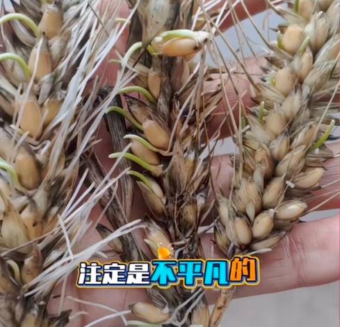 发生在襄阳的“割四赔五”恶果已经显现。由于当地接连下雨，很多小麦因为来不及收割