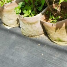 樱桃种植方法一、樱桃品种选择-适合：中国樱桃、红妃、黑珍珠、乌皮樱桃（需冷量低