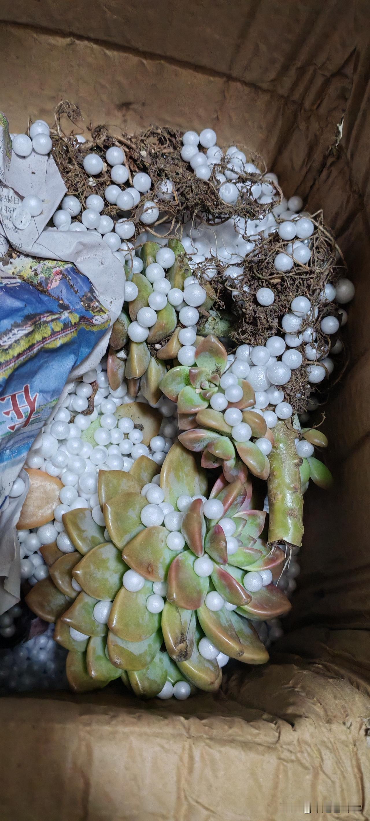 可惜了！最近天气好了，开始造多肉了，闲逛了几个多肉直播间，没去买精品多肉，怕买