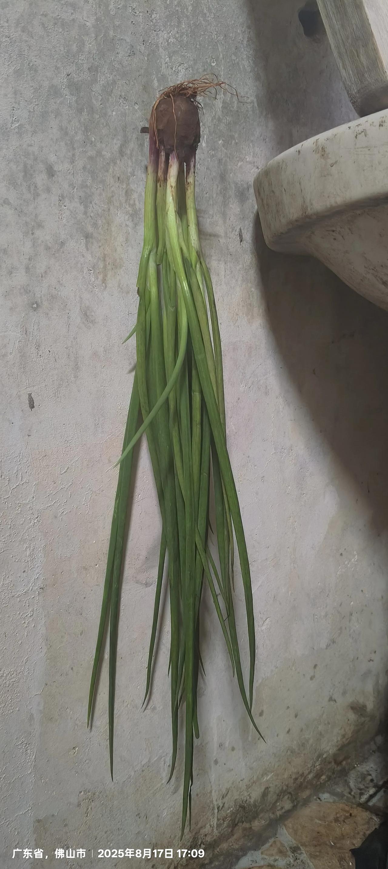 这是我们公司煮饭阿姨的生葱保鲜技术，别看就这么一个小小的方法创新，却是一个很好的