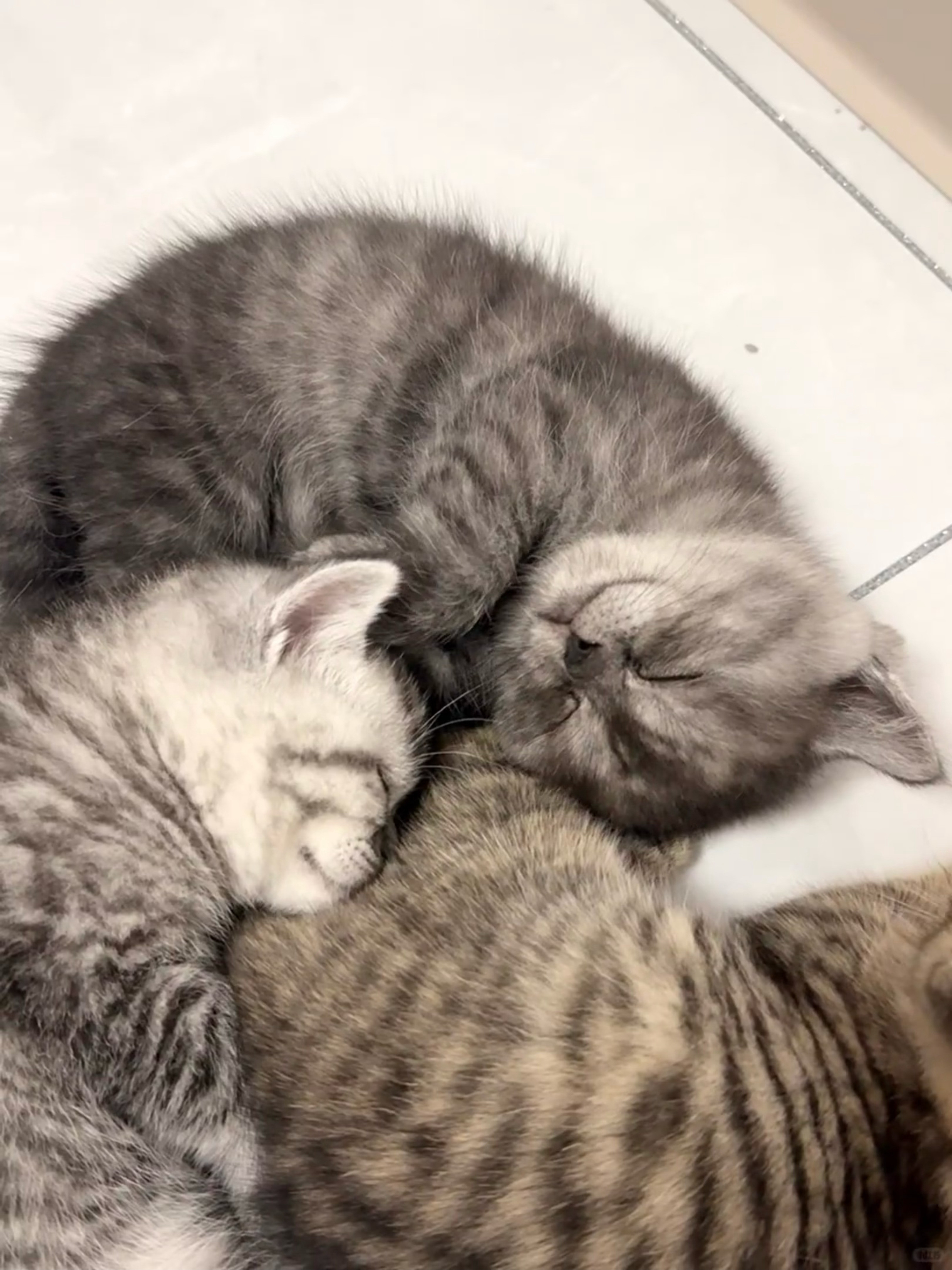 谁能拒绝这么可爱的小奶猫啊！！！