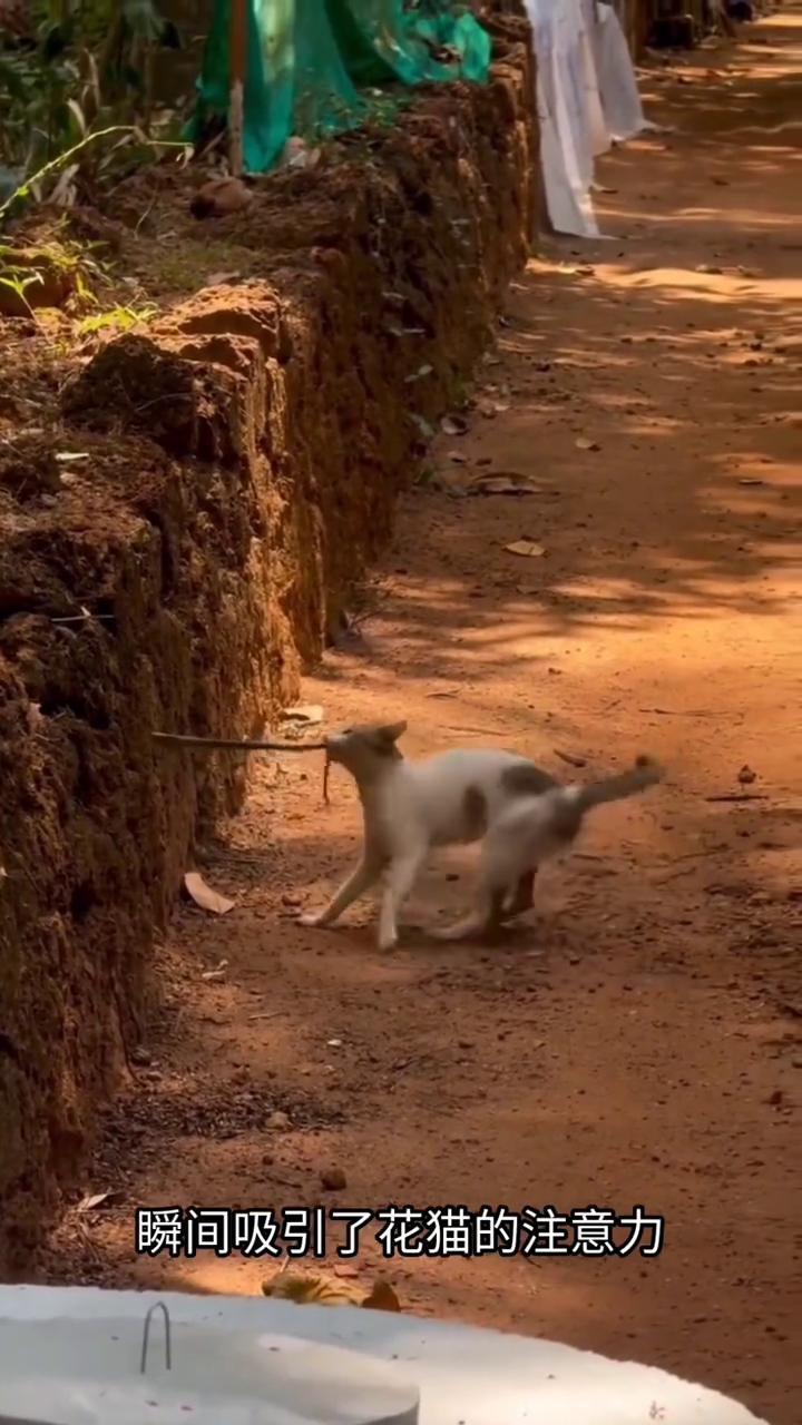 乡间土路旁的土沟里上演了一场典型的猫蛇博弈。画面里这条蛇感知到危险后大半截身体钻