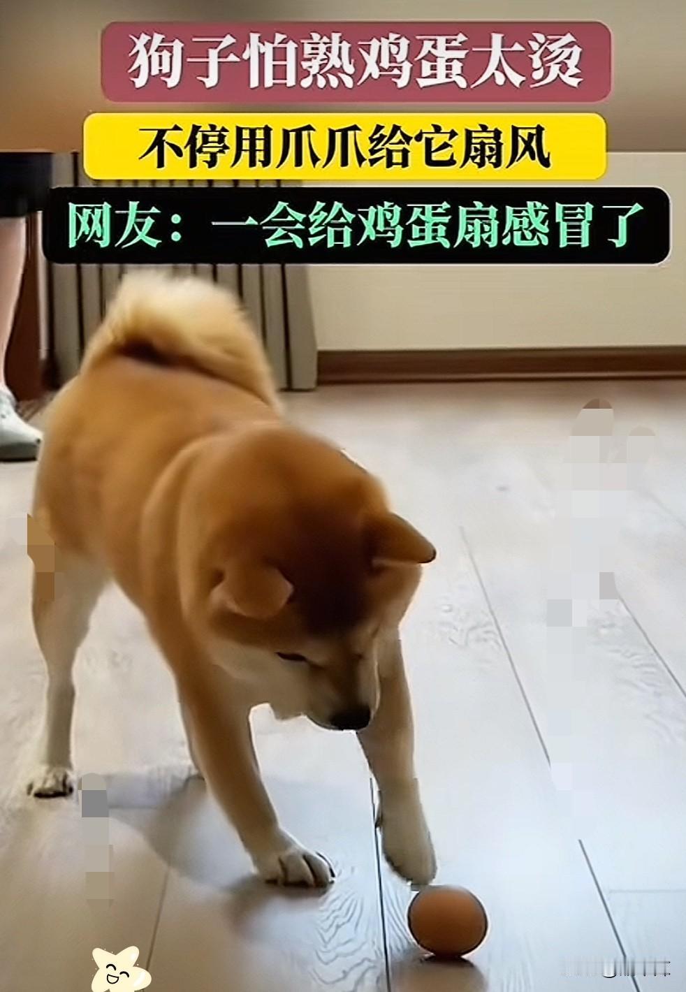 海南，早上主人给了狗狗一颗刚煮熟的鸡蛋，可是长了八百个心眼的狗狗怕鸡蛋太烫，居然